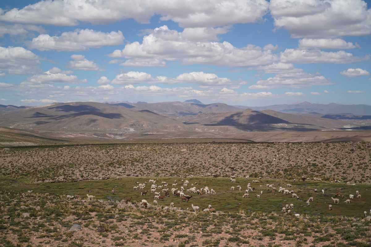 Lamas, Alpakas und Schafe in den Anden an der Carretera Colca