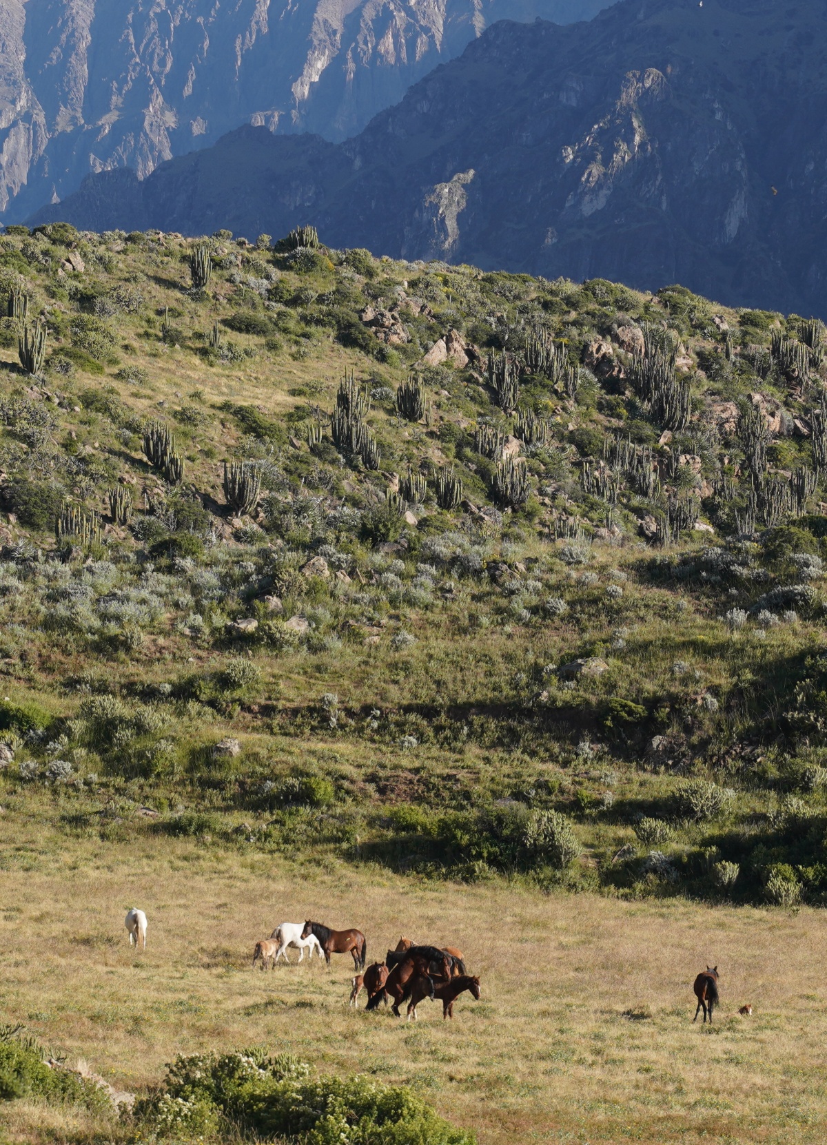 Pferde am Colca-Canyon