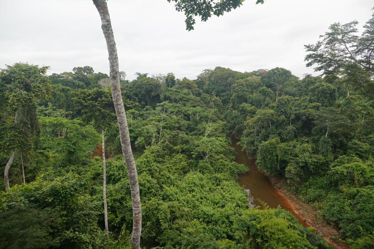 Blick vom kleineren der beiden Aussichtstürme der Corto Malte Amazonía Lodge