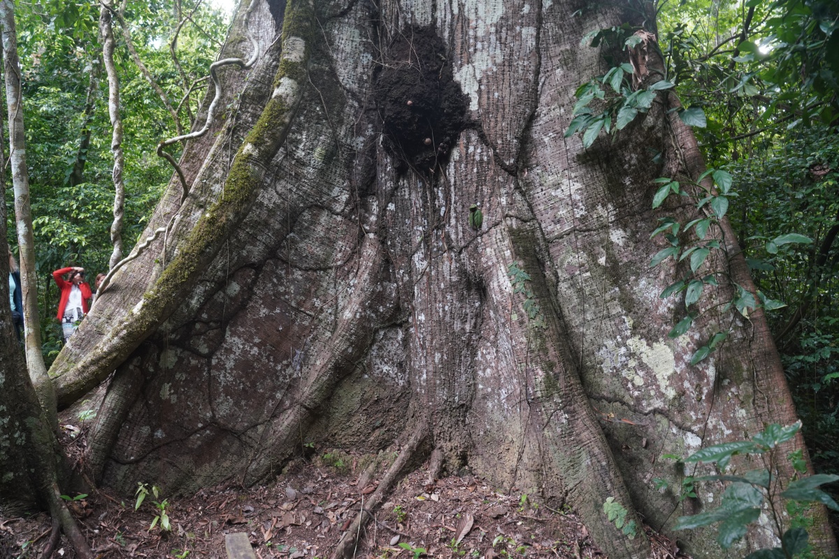 Kapokbaum-Stamm (Ceiba)