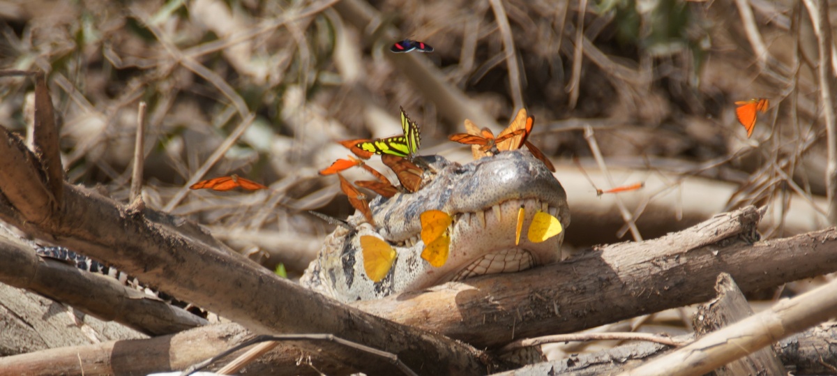 Schmetterlinge auf einem Schwarzen Kaiman am Madre de Dios