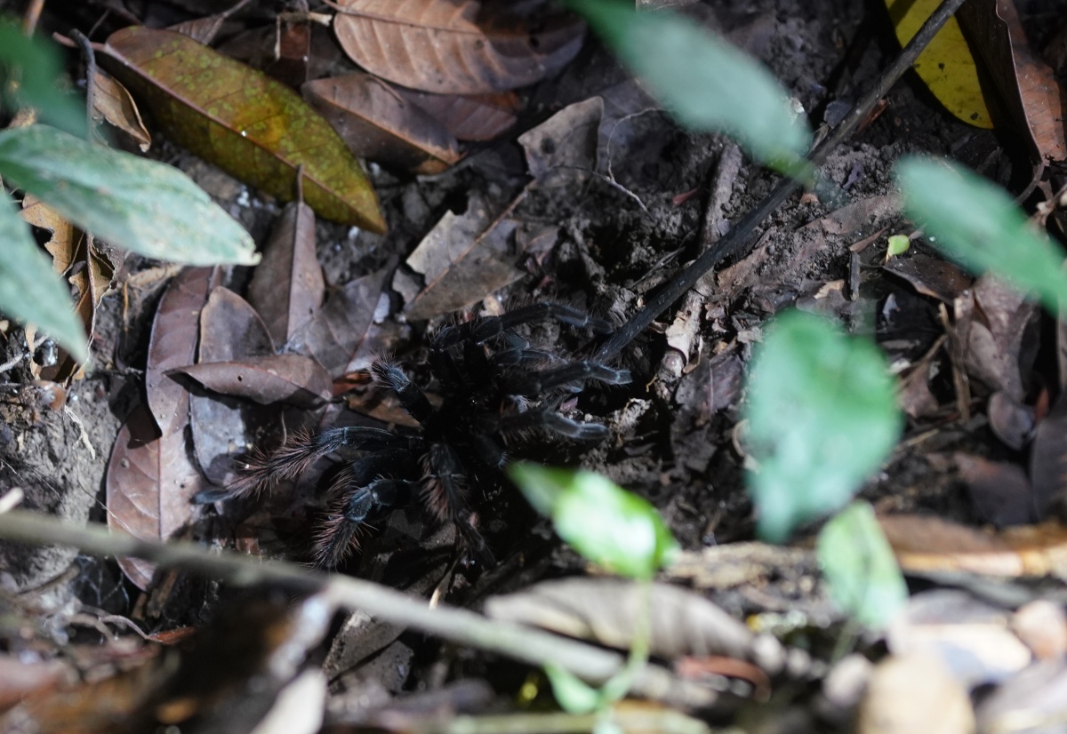 Mit einem Stock wird eine „Chicken Tarantula“ (Pamphobeteus sp.) aus dem Loch geholt