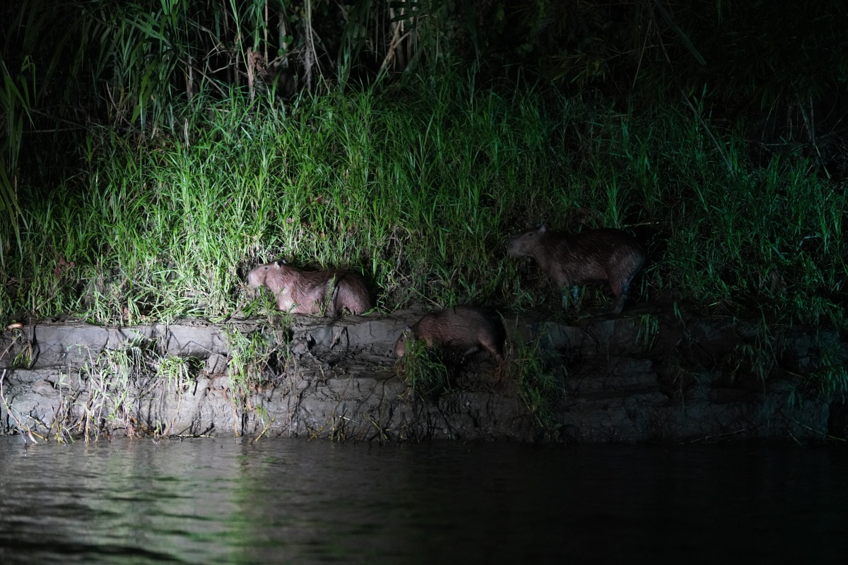 Wasserschweine (Capybaras)