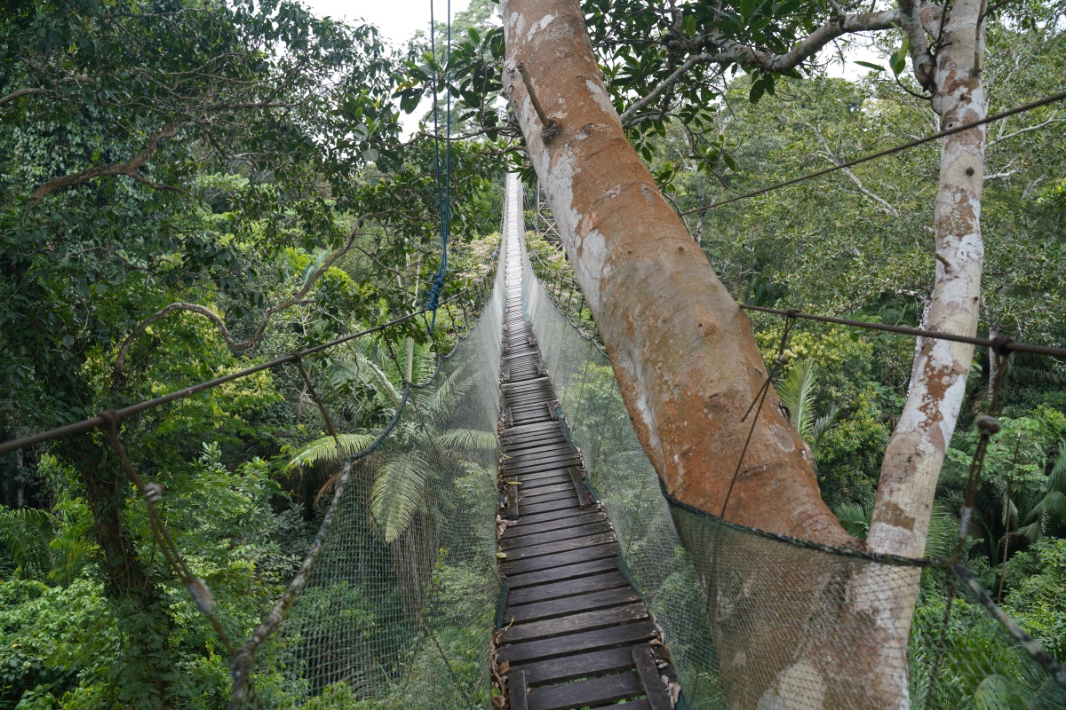 Dritte Hängebrücke von Paradise Amazon Lodge – nicht bas Bild ist schief, die Brücke ist schief