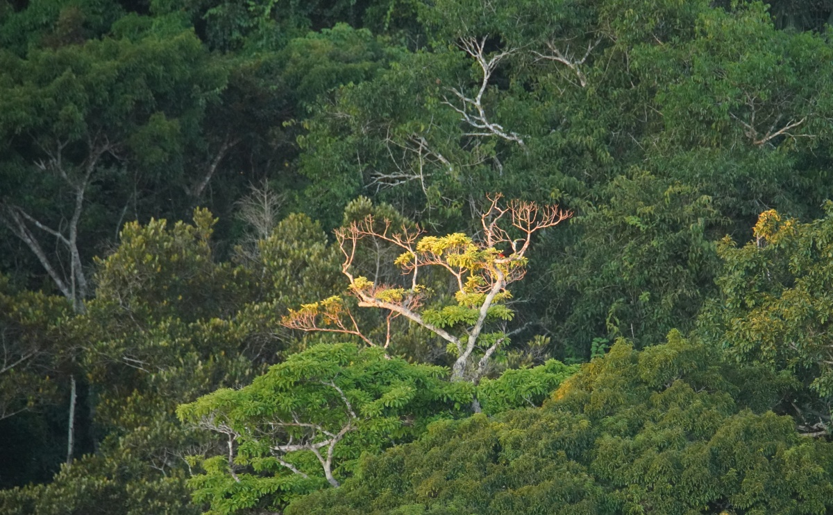 Weißbrusttukan in einem Baum
