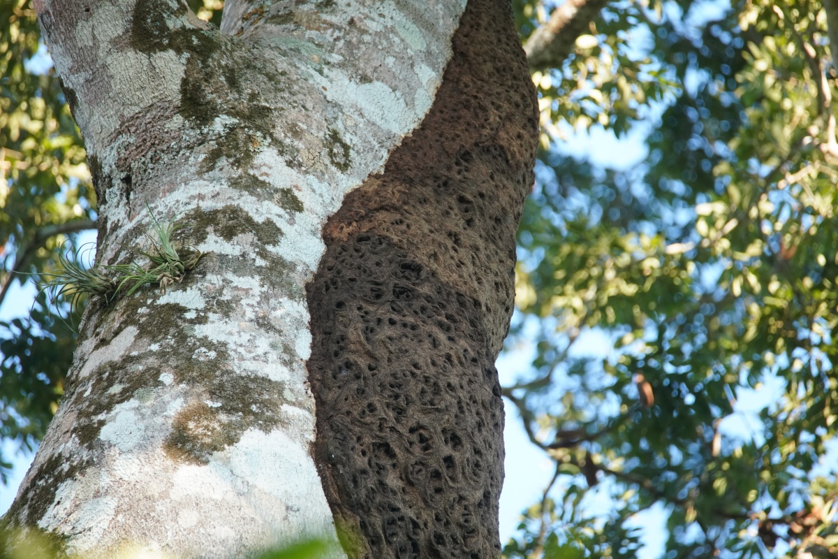 Termitennest oben an einem Baum