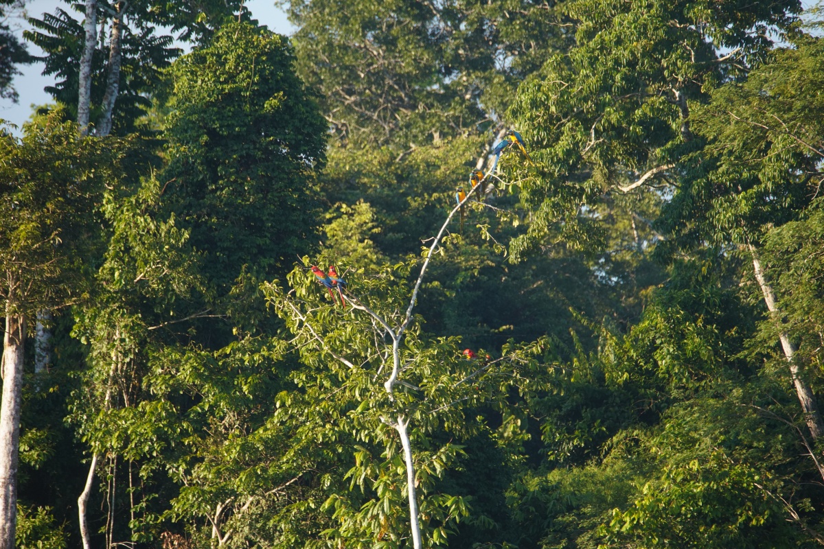Hellrote und Gelbbrustaras auf einem Baum an der Colla Chuncho im Tambopata-Nationalreservat