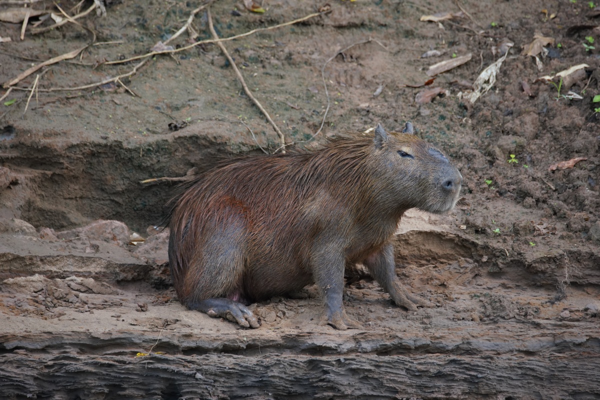 Wasserschwein (Capybara) im Tambopata-Nationalreservat
