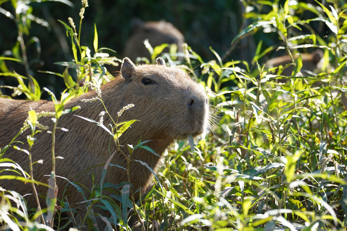 Wasserschwein (Capybara) im Tambopata-Nationalreservat frisst ein Blatt