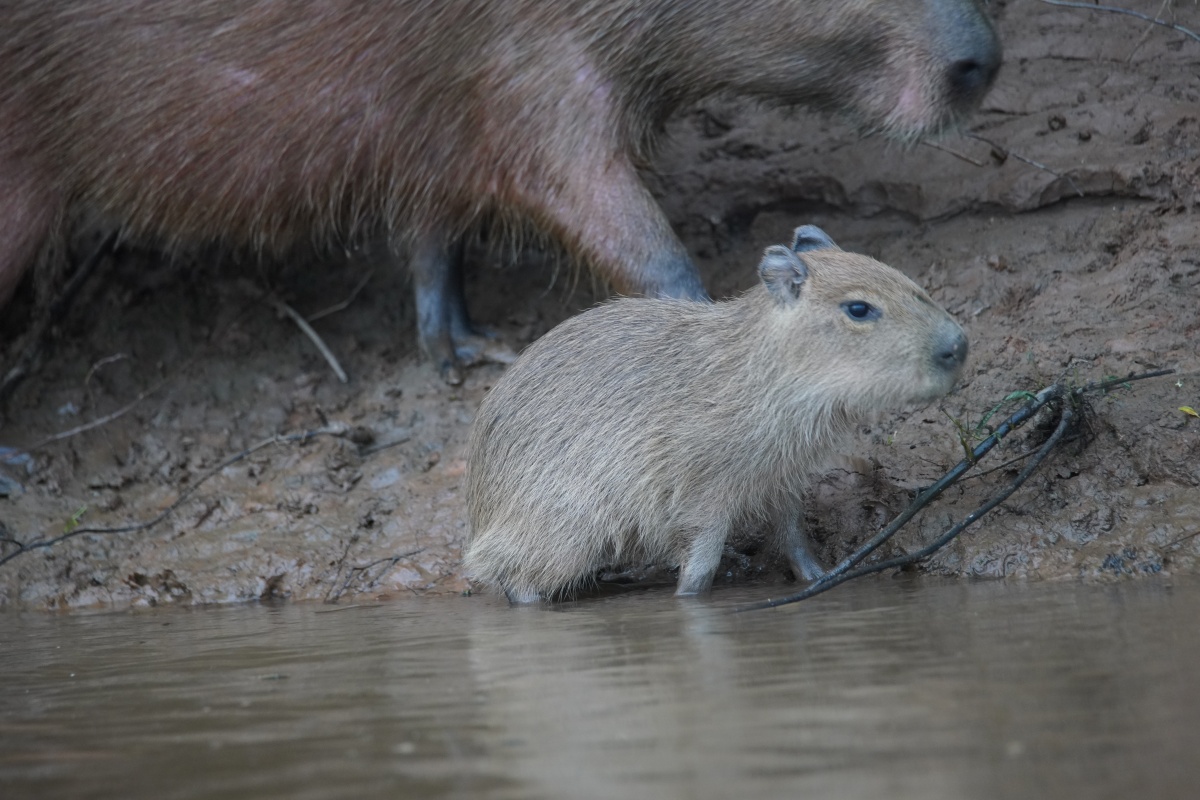 Junges Wasserschwein (Capybara)