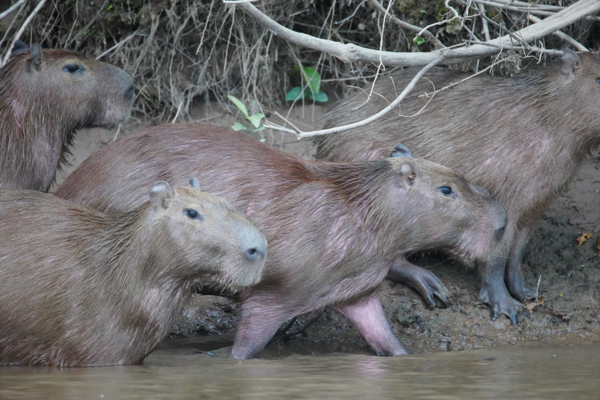 Wasserschweine (Capabaras) am Tambopata