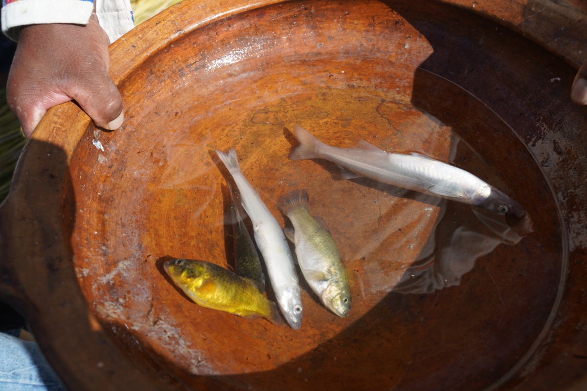 Fische. Die beiden weißen sind Forellen, die aus Kanada eingeführt wurden und die sie hier King Fish nennen. Die anderen sind einheimische Fische des Titikaka-Sees, die aber zu viele Gräten haben, an deren Entfernung man 40 Minuten sitzt. Aber sie nutzen die Fische gegen Kater.