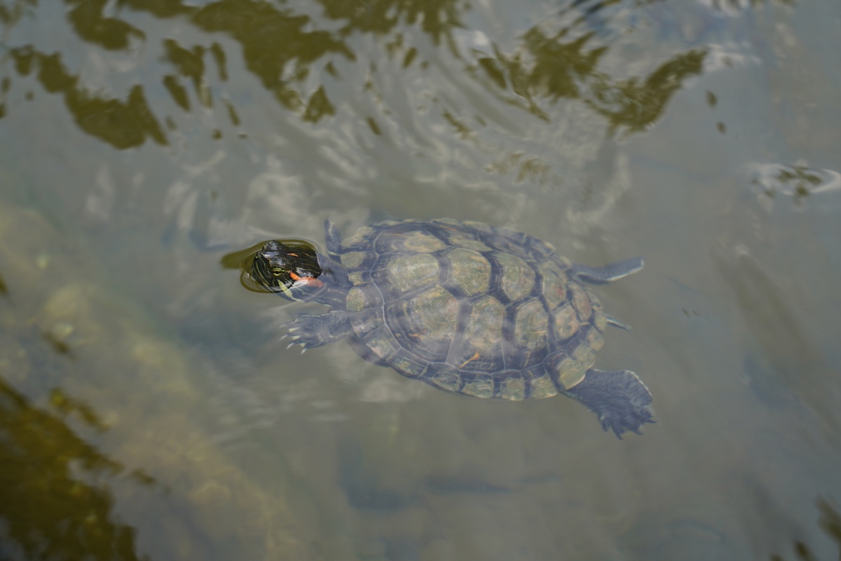 Schildkröte im Teich vor dem Osteingang des HortParks in Singapur