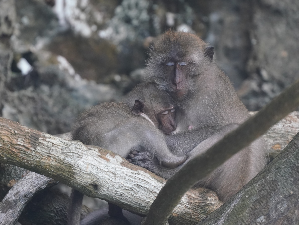 Javaneraffenmutter mit Baby in der Monkey Bay von Ko Phi Phi Don