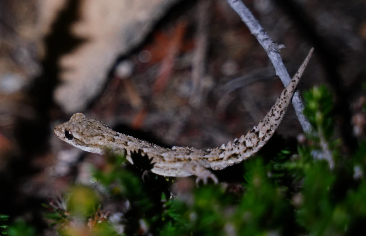 Gecko auf Gav́dos