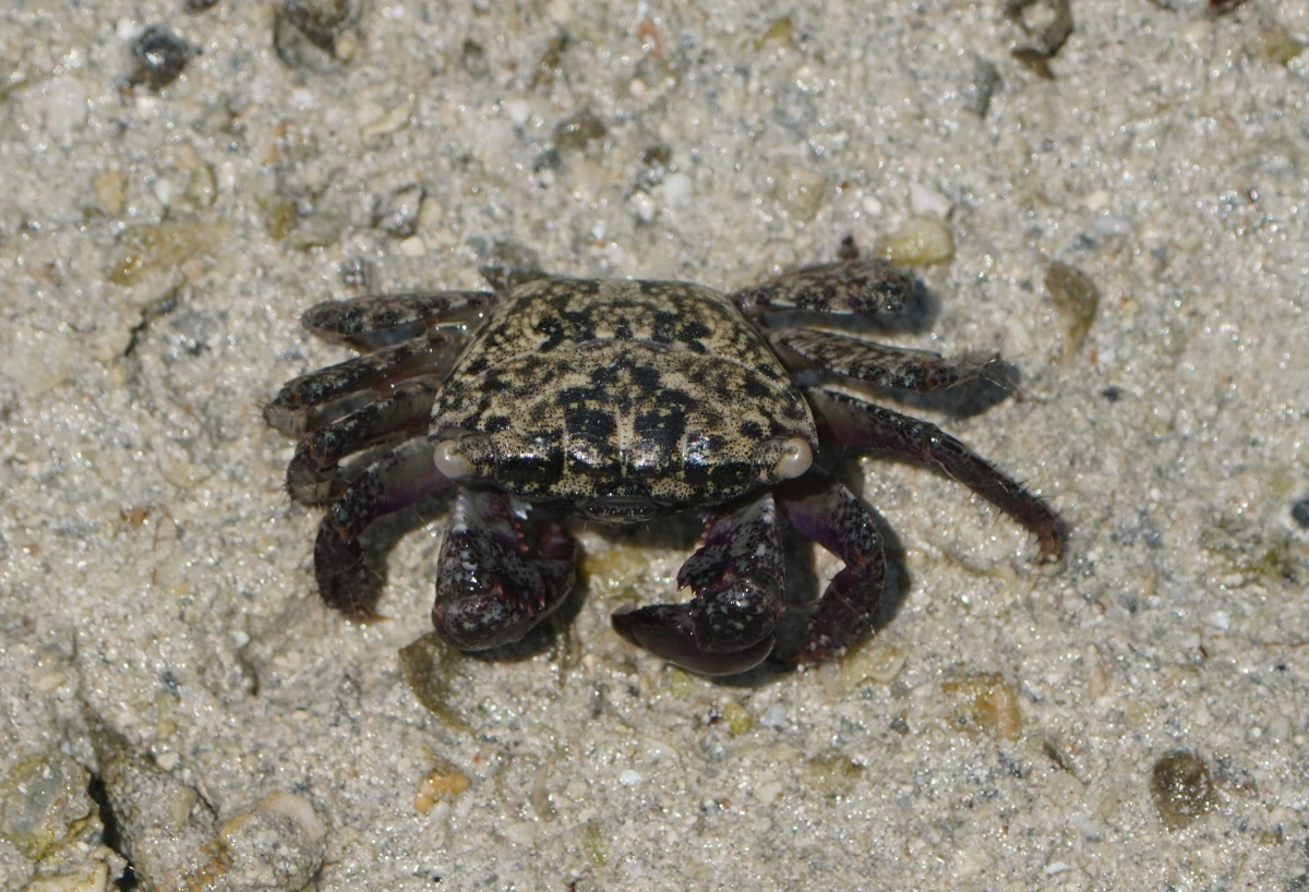 Eurycarcinus orientalis in Purple Island bei Al Khor