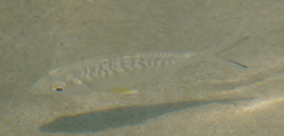 Ein Mojarra im Meer vor Katar (Gerres sp.)