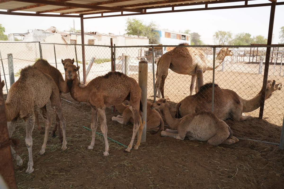 Junge Kamele in einem Stall in Zekrit in Katar