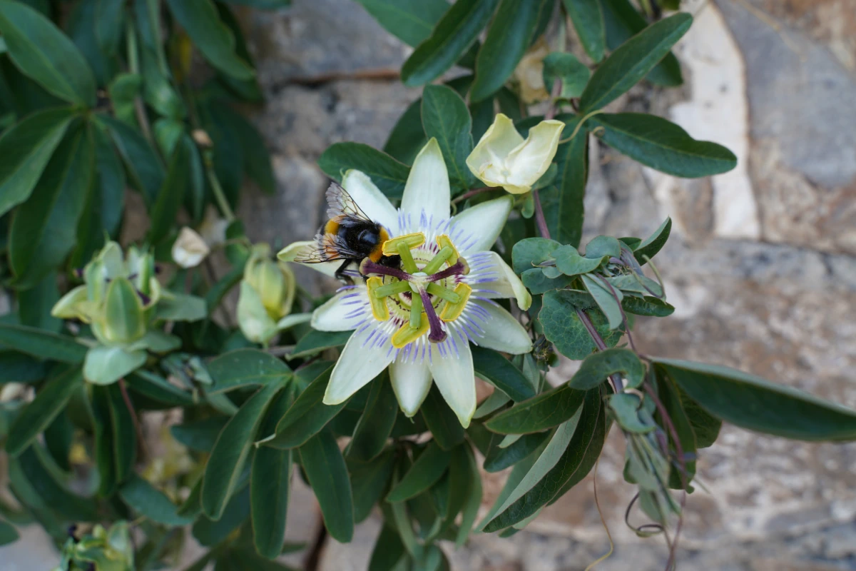 Passionsfrucht-Blüte mit Biene vorm Kloster Vidianís in der Lasíthi-Ebene auf Kreta