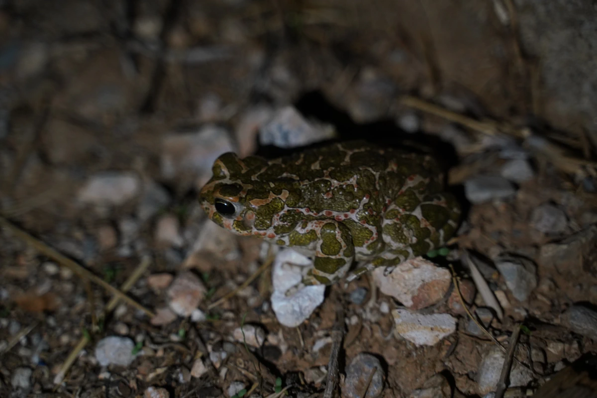 Wechselkröte in Loutró auf Kreta