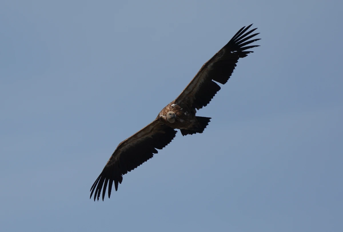 Gänsegeier auf dem Psilorítis auf Kreta