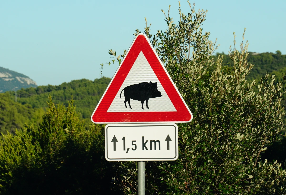 „Achtung Wildschweine“ auf Korčula – eins der wenigen Originalschilder, da die meisten mit Wackelaugen beklebt wurden