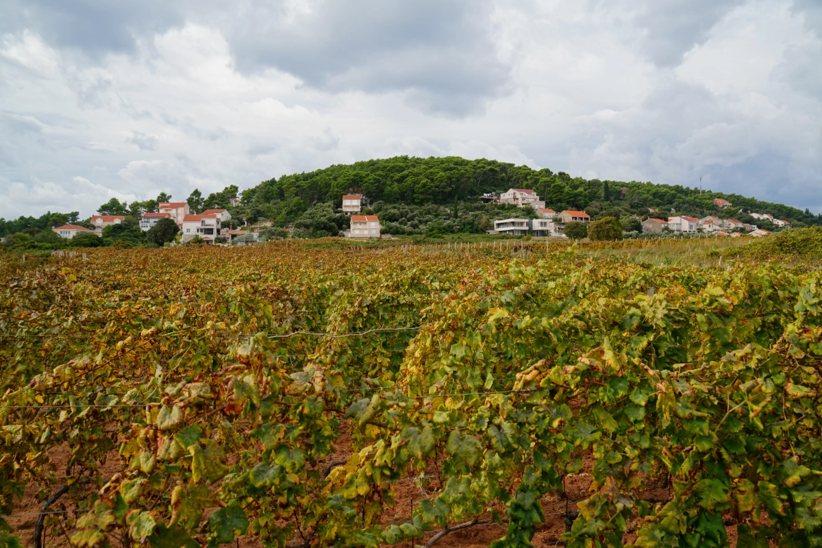 Grk-Weintrauben in Lumbarda auf Korčula