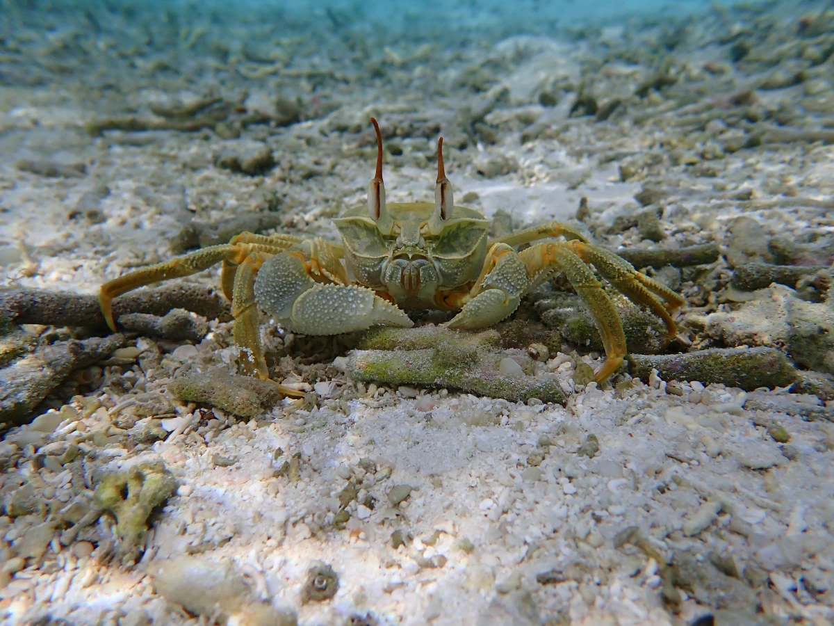 Gehörnte Geisterkrabbe