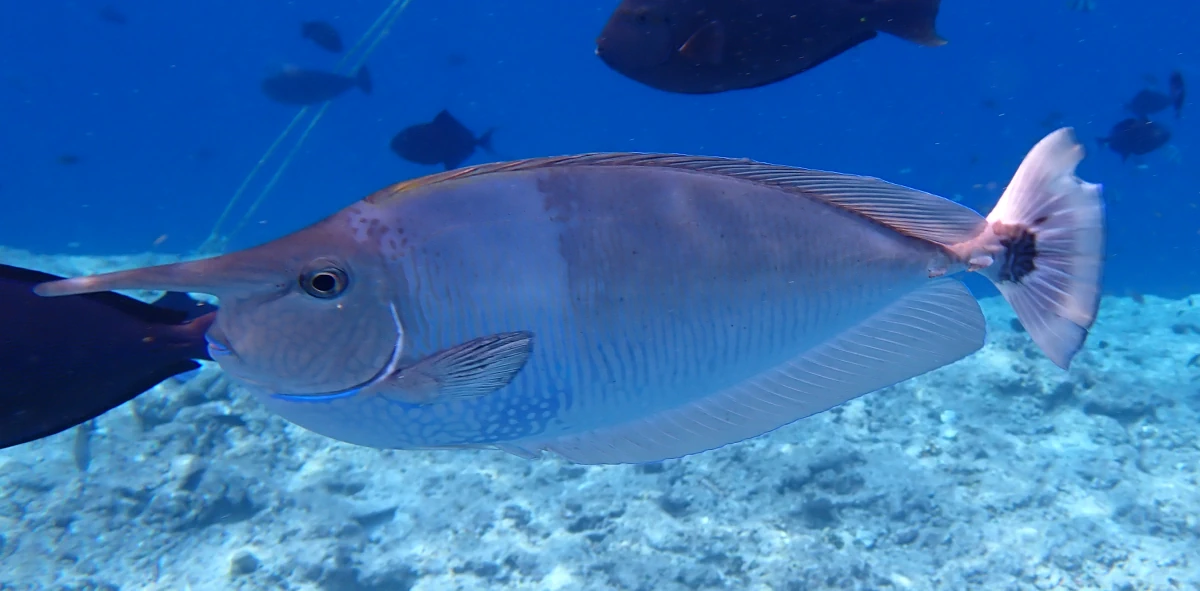 Ein Nasendoktorfisch