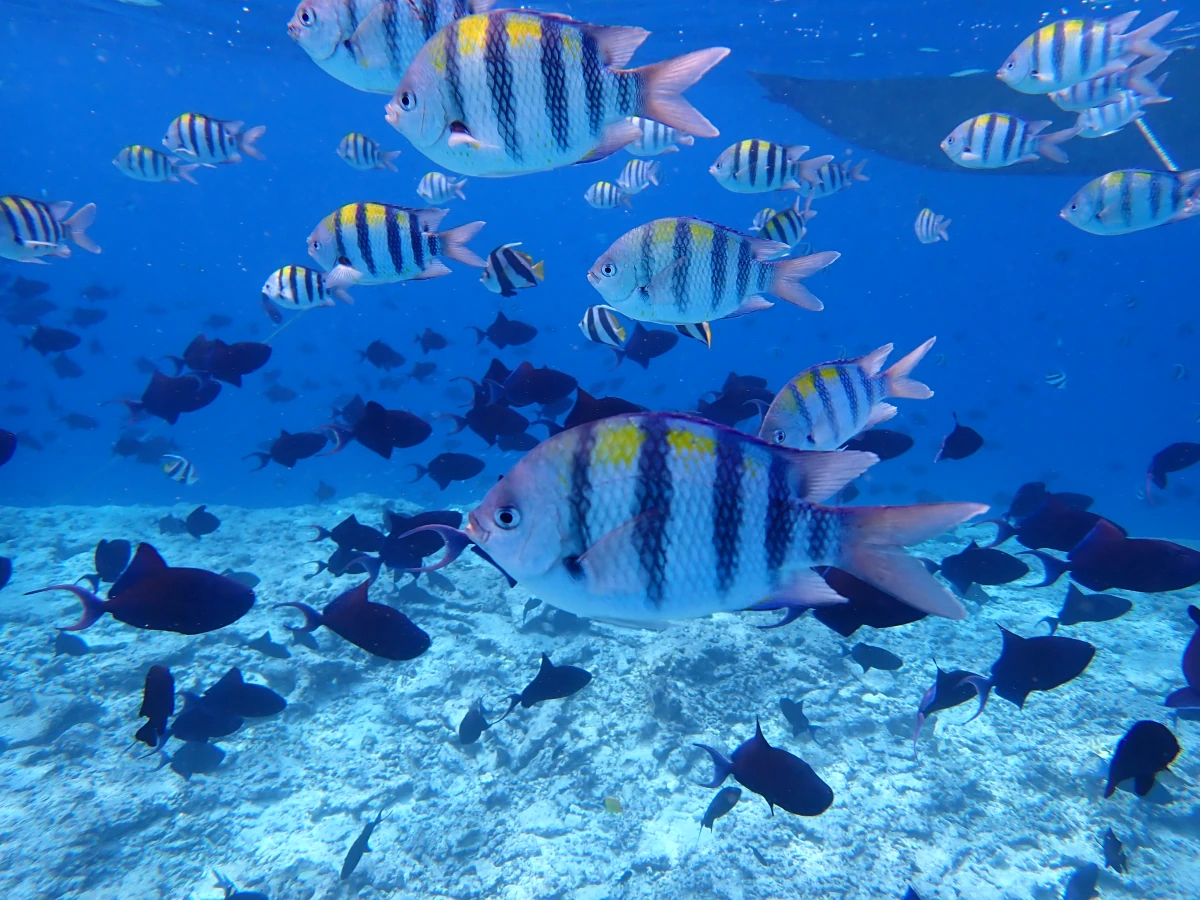 Typische Szene, mit dem Indopazisischen Sergeant und Rotzahn-Drückerfisch