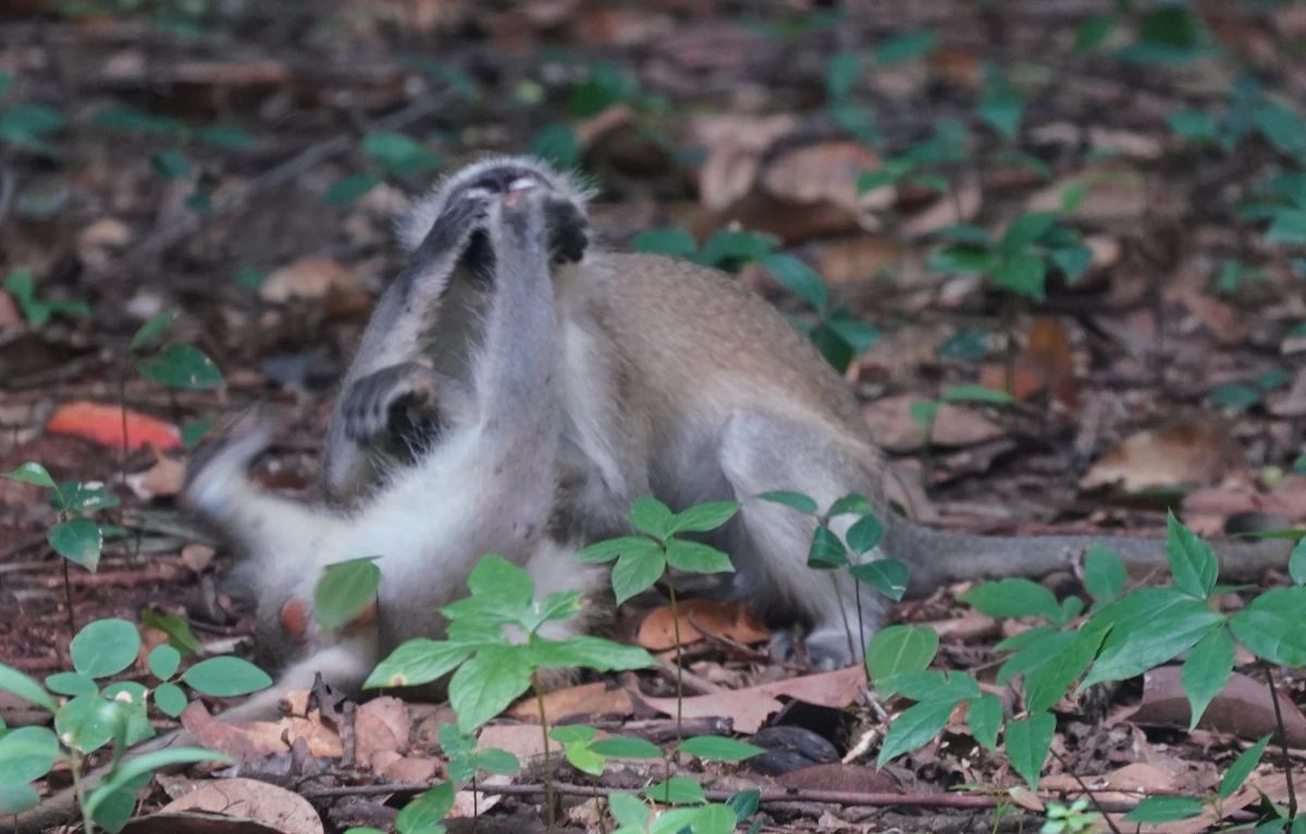 Meerkatzenkeile