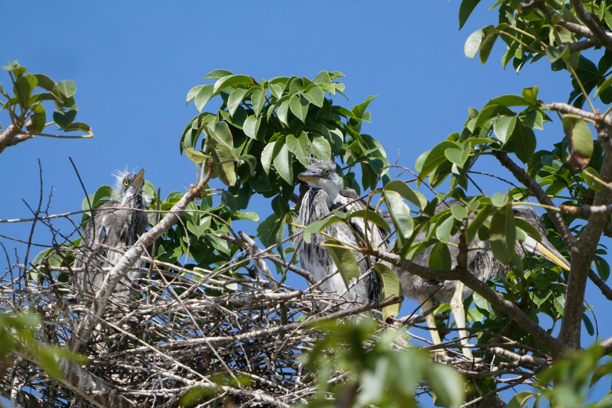 Junge Graureiher im Nest am Jambiani Beach