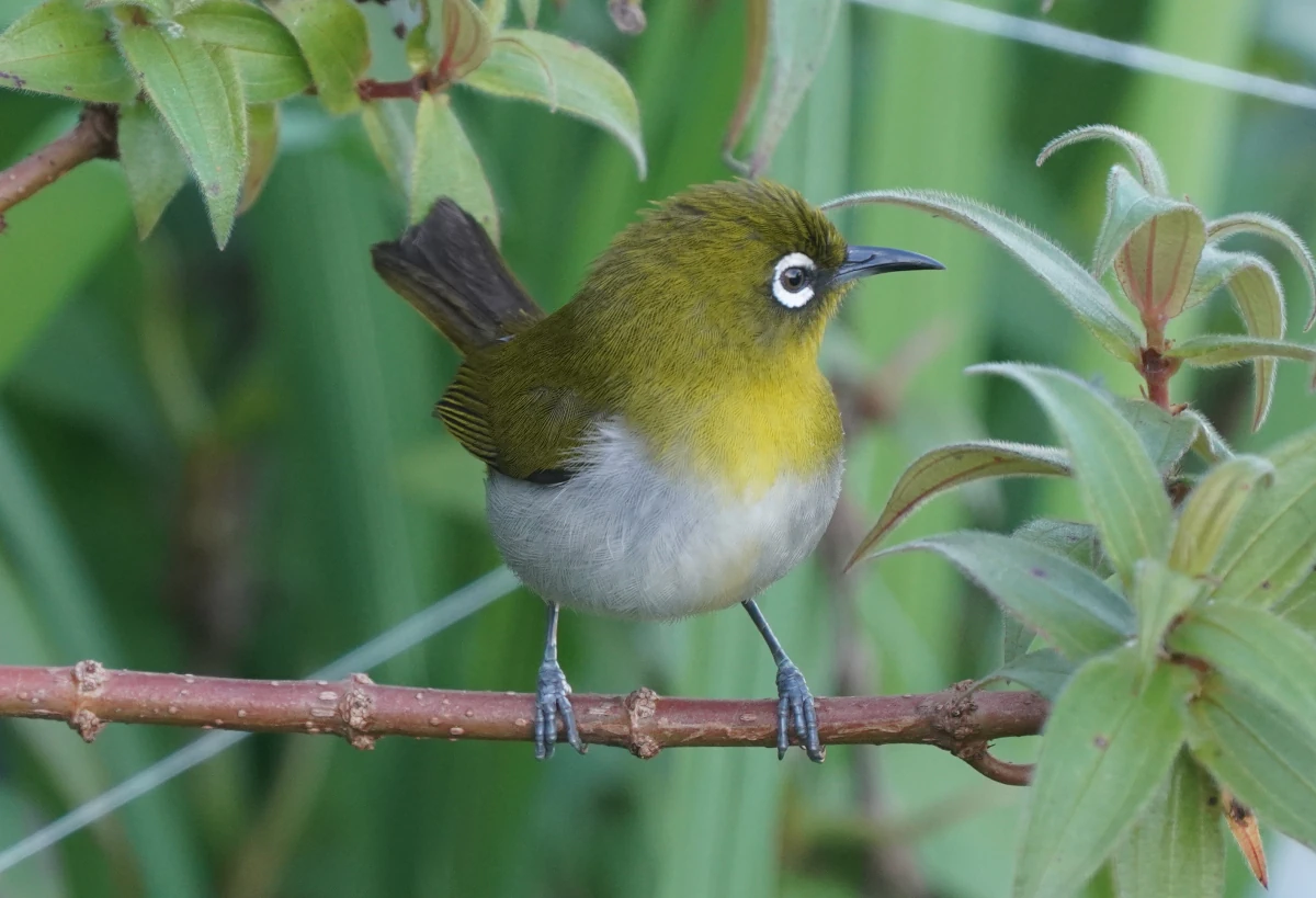 Ceylon-Brillenvogel