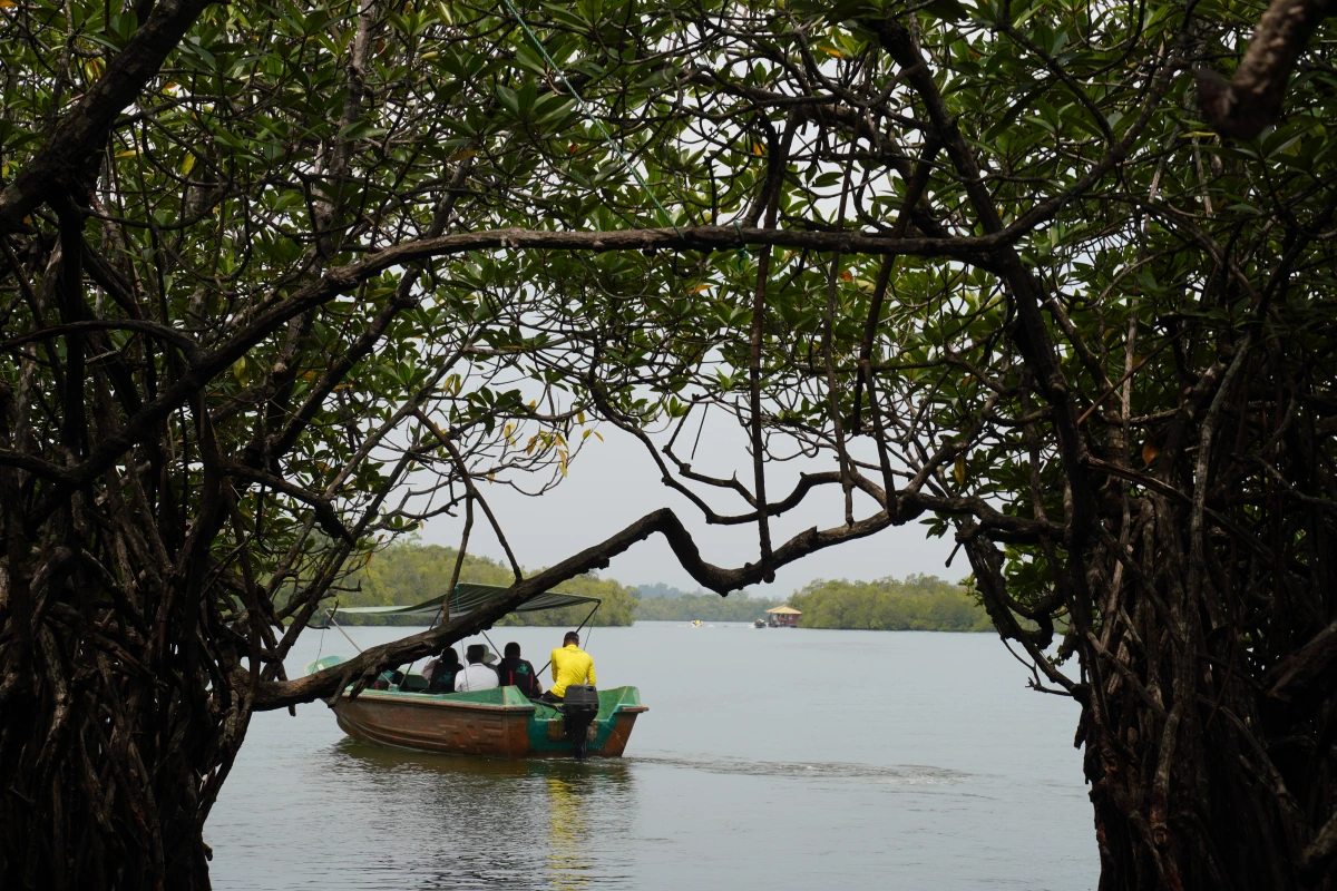 Ausfahrt aus den Mangroven auf dem Madu River Lake