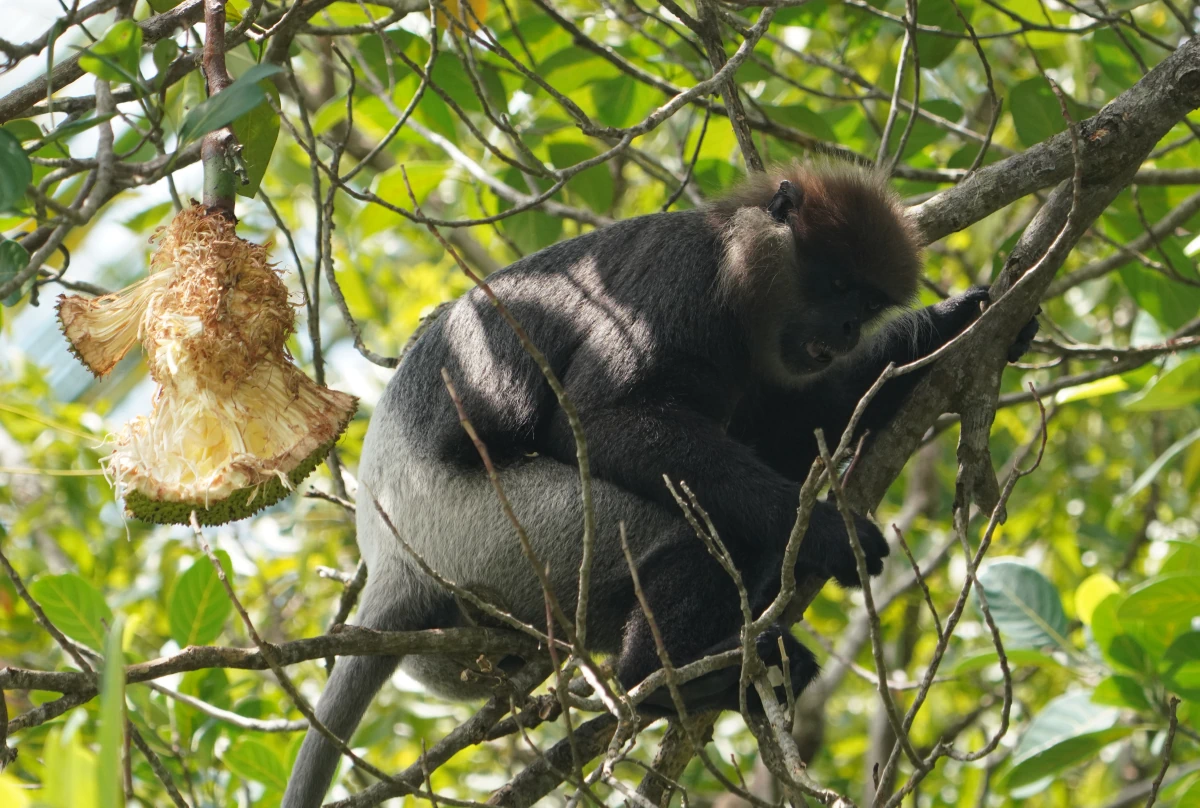 Weißbartlangur mit Brotfrucht am Madu River