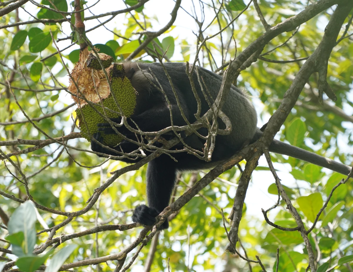 Weißbartlangur frisst eine Brotfrucht am Madu River