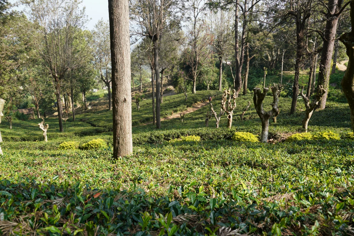 Teeplantage von Craig Estate in Bandarawela