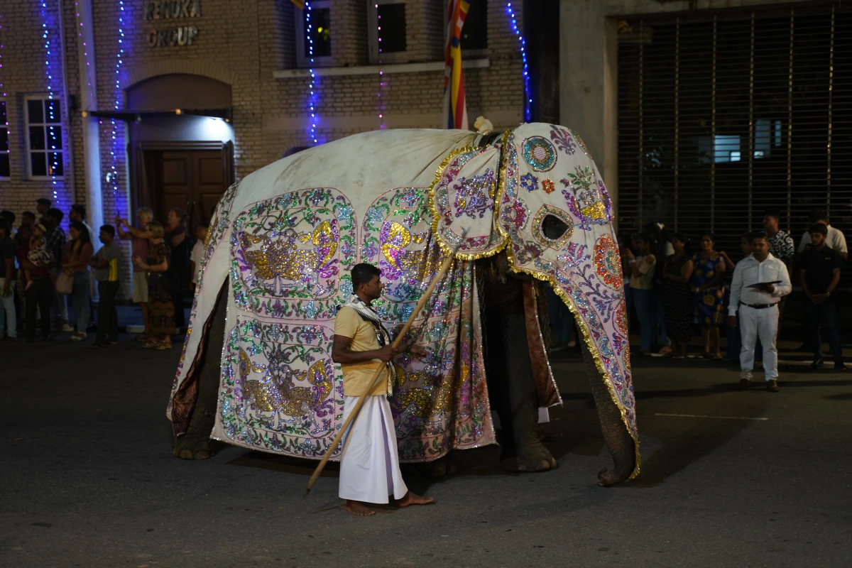 Dieser Elefant trägt Omas Tischdecke