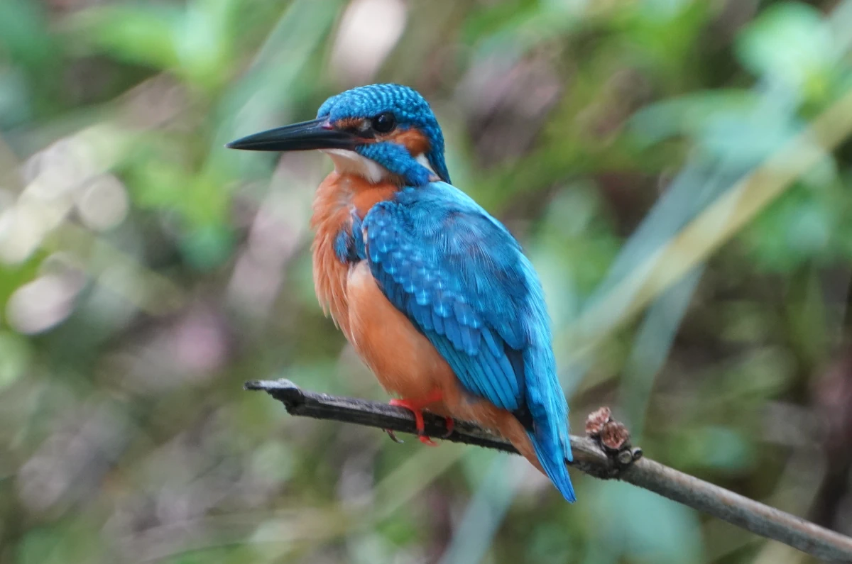 Eisvogel im Garten der Cinnamon-Hotels Habarana