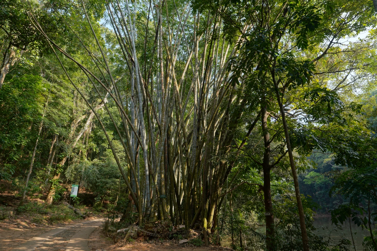 Großer Bambus von Udawatta Kele in Kandy, beim Udawatta-Kele-See