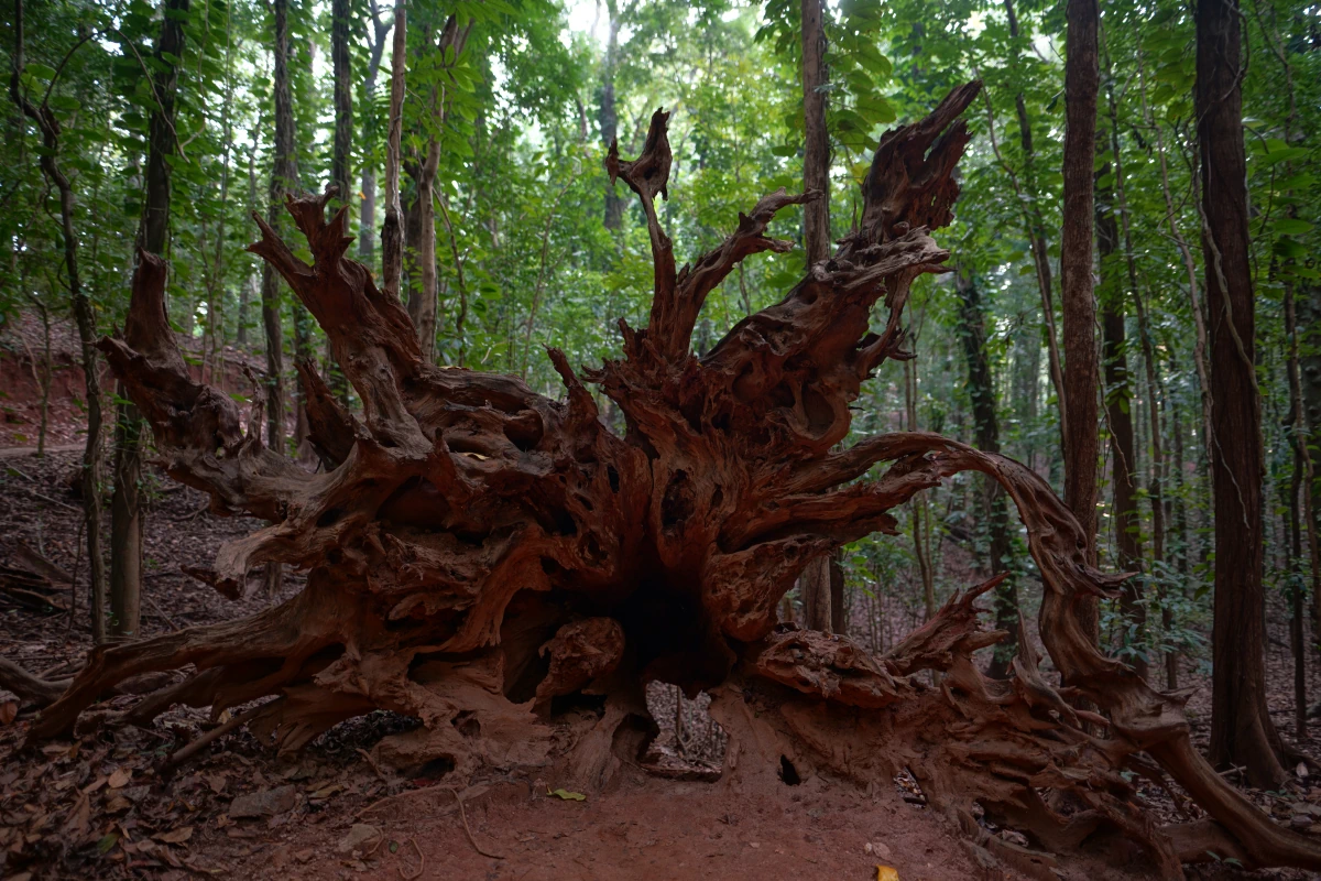 Wurzel eines umgestürzten Baumes in Udawatta Kele in Kandy