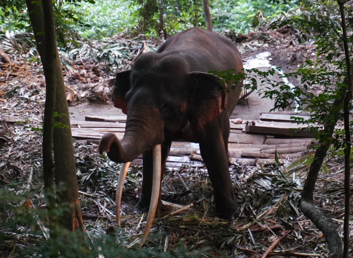 Sinaradha, ein Sri-Lanka-Elefant, und mit 38 der älteste der vier