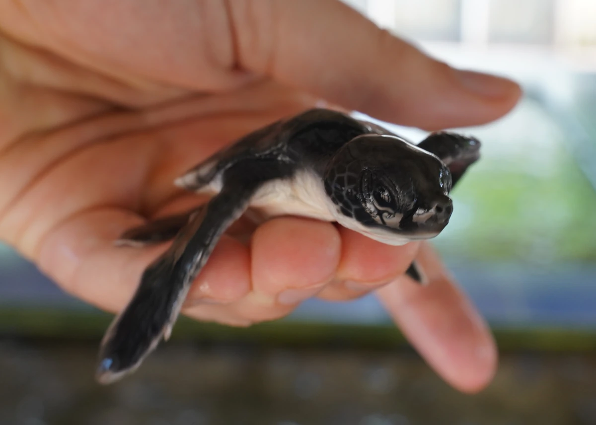 Babyschildkröte im Victor Hasselblad Sea Turtle Research and Conservation Centre in Kosgoda