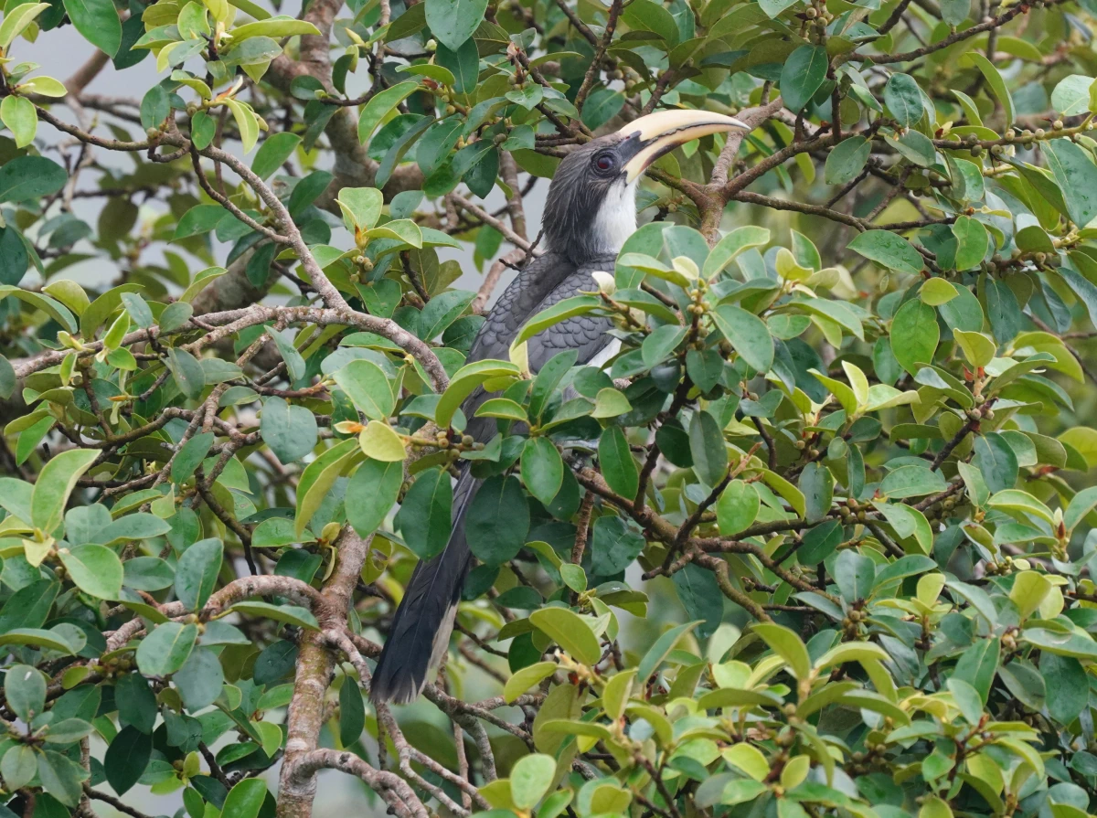 Ceylon-Grautoko auf einem Baum beim Mihintale-Stupa