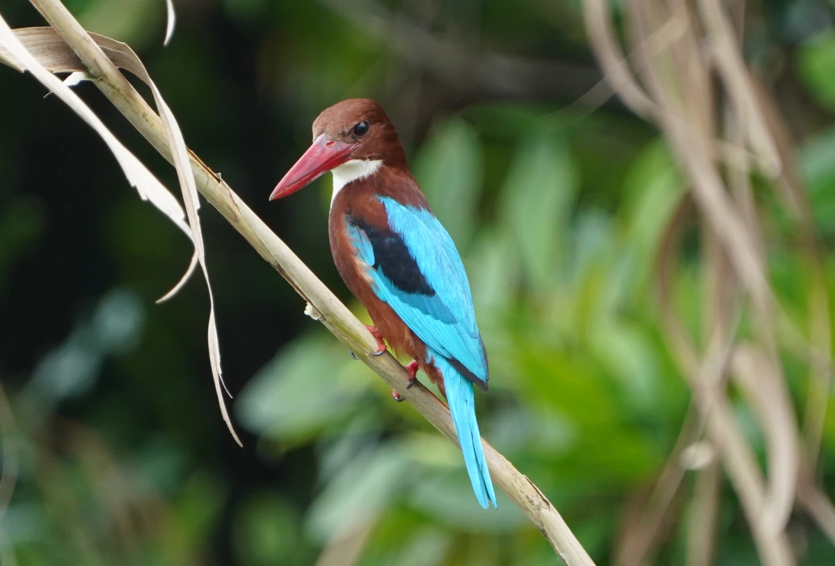 Braunliest (ein Eisvogel) auf der Negombo-Lagune