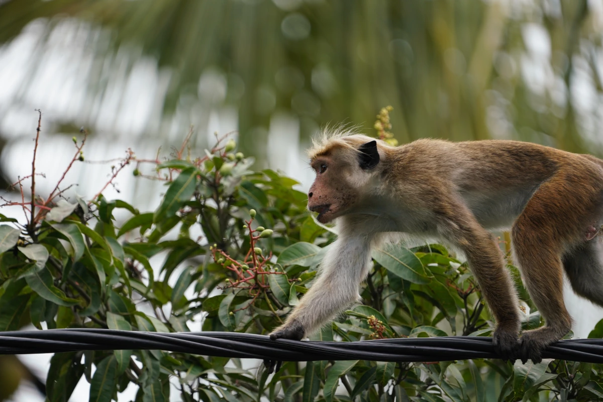 Ceyon-Hutaffe auf einer Telefonleitung am Hamilton-Kanal an der Negombo-Lagune