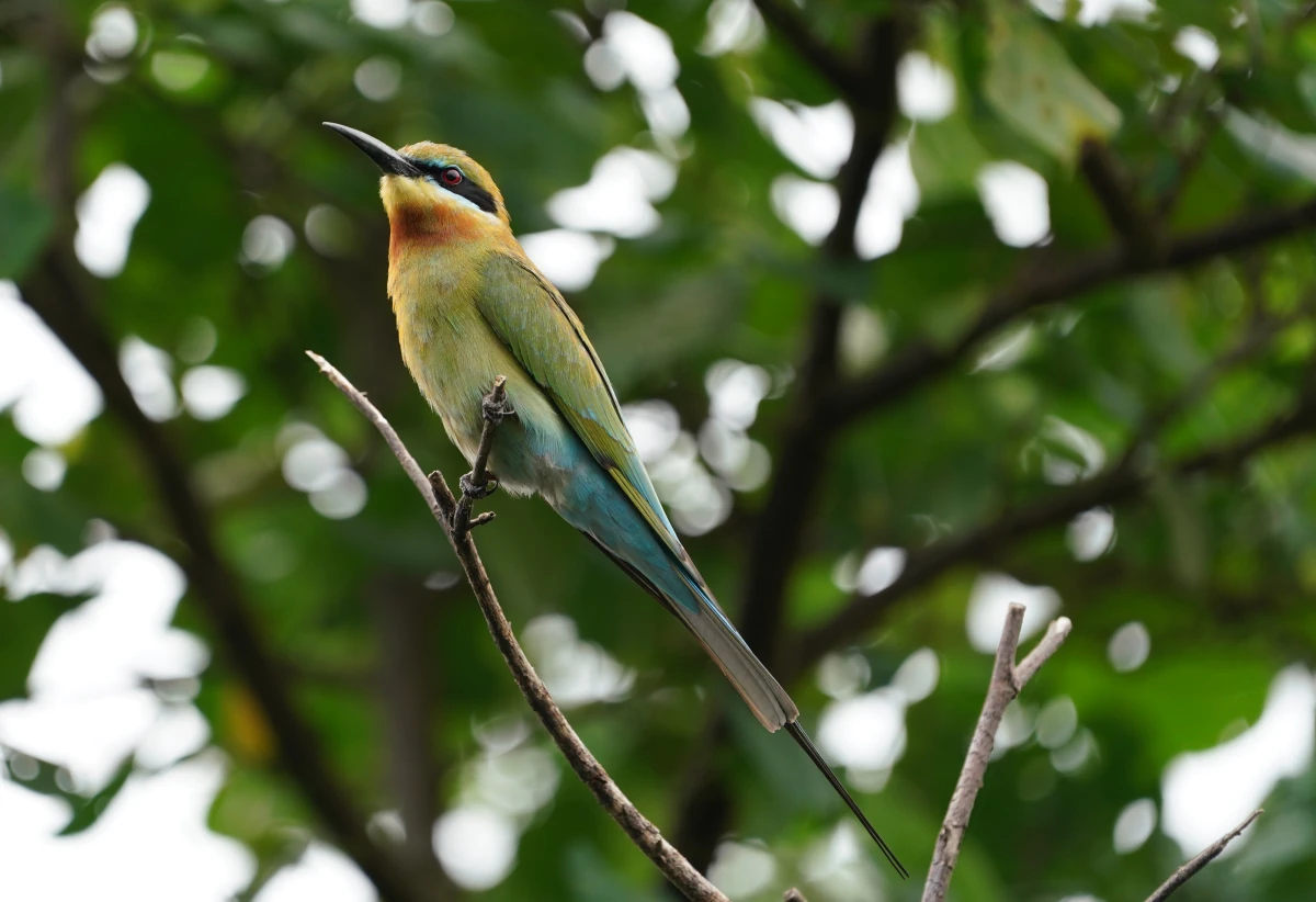 Blauschwanzspint (ein Bienenfresser) am Hamilton-Kanal an der Negombo-Lagune