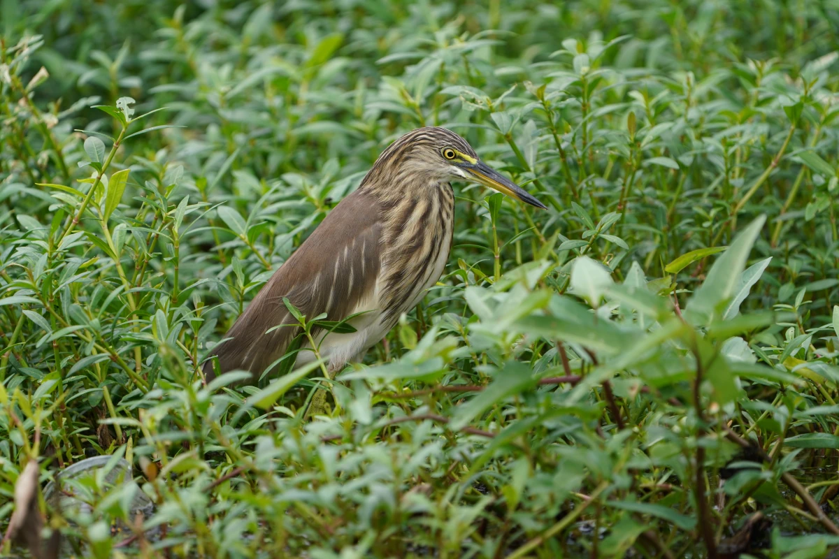 Paddyreiher am Hamilton-Kanal an der Negombo-Lagune