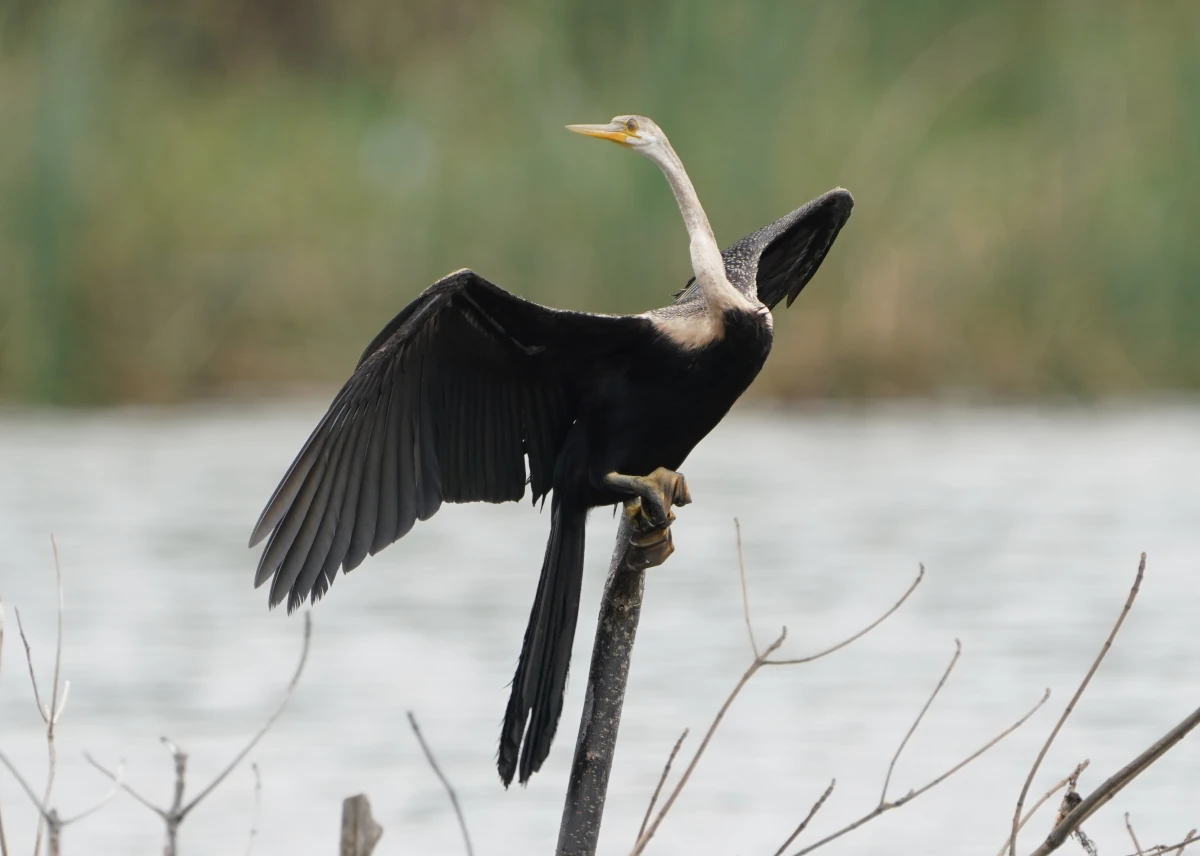 Indischer Schlangenhalsvogel auf der Negombo-Lagune