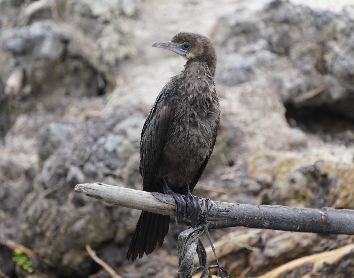 Junge Kleinscharbe (ein Kormoran) auf der Negombo-Lagune